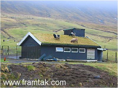 Sheep in Norðragøta