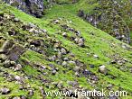 Steep grassy slopes covered in puffins
