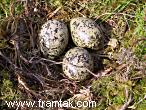 Oystercatcher nest